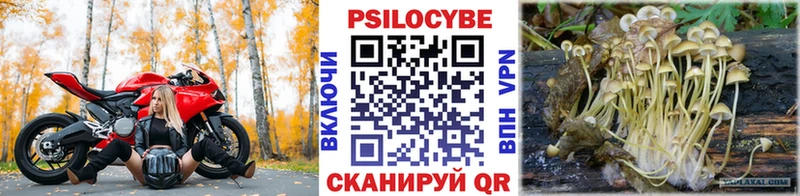 Галлюциногенные грибы Psilocybe  Купить закладки  Ардатов 